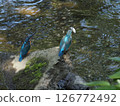 翠鳥 126772492