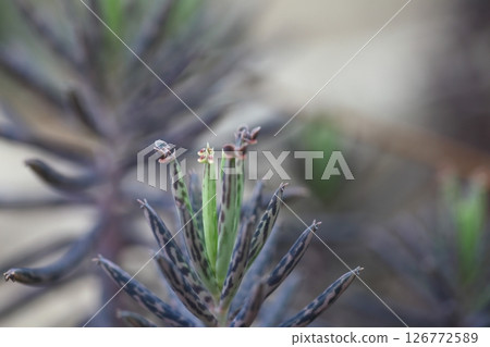 Buttocks Buttocks 126772589