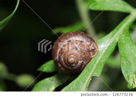 A brown snail (superfamily Achatina, natural light + strobe macro photography) taking a nap in a Japanese meadow A brown snail (superfamily Achatina, natural light + strobe macro photography) taking a nap in a Japanese meadow 126773238