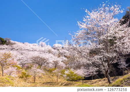 埼玉縣秩父郡東秩父村坂本～「虎山千櫻」～從山腳下望去，一排盛開的染井吉野櫻，櫻花盛開，覆蓋了整座山。 126773258