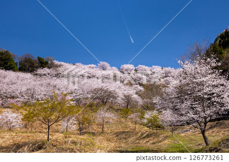 埼玉縣秩父郡東秩父村坂本～「虎山千櫻」～從山腳下望去，一排盛開的染井吉野櫻，櫻花盛開，覆蓋了整座山。 126773261