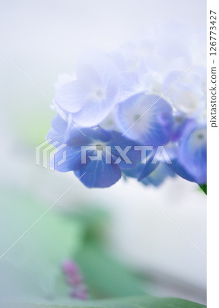 美麗的藍色繡球花 [初夏] [梅雨季] 126773427