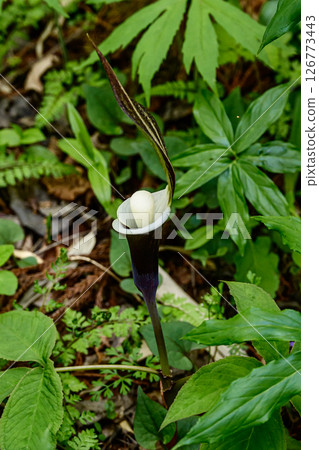 Shiroyama Katakuri Village Snowdrop 126773443