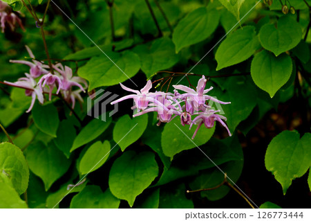 Epimedium flower blooming in the forest Epimedium flower blooming in the forest 126773444