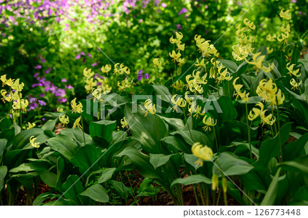 A cluster of yellow dogtooth violets A cluster of yellow dogtooth violets 126773448