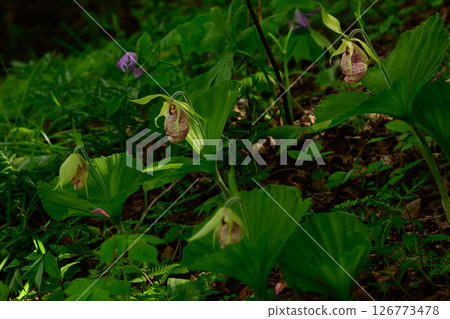 A group of bears A group of bears 126773478