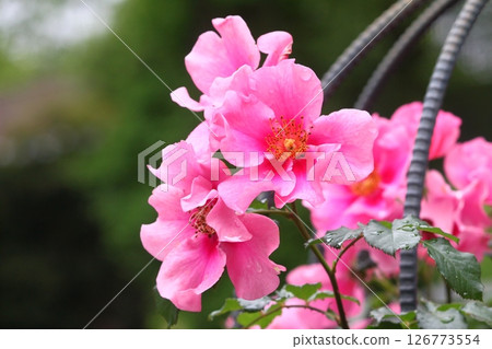 可愛的粉紅玫瑰 可愛的粉紅玫瑰 126773554