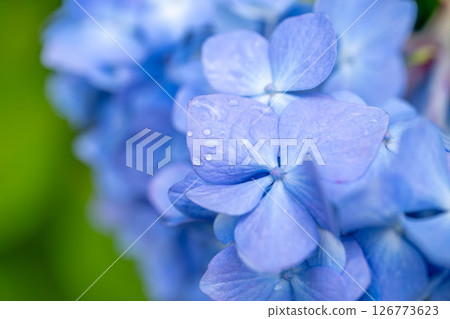 藍色繡球花 藍色繡球花 126773623