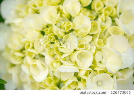 淡黃色的起源 126773665