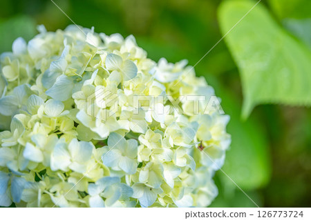 Hydrangea in a Quiet Morning Hydrangea in a Quiet Morning 126773724
