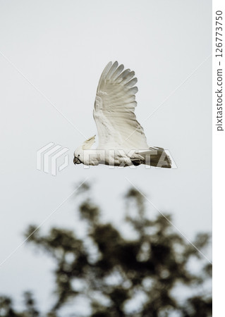 Sulphur-crested cockatoo in flight Sulphur-crested cockatoo in flight 126773750