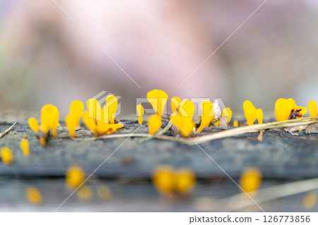 Small forest mushrooms Small forest mushrooms 126773856