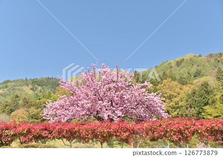 Double cherry blossoms and fences in a cemetery against a blue sky Double cherry blossoms and fences in a cemetery against a blue sky 126773879