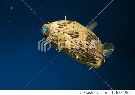 Halocenbon河豚 Halocenbon河豚 126773903