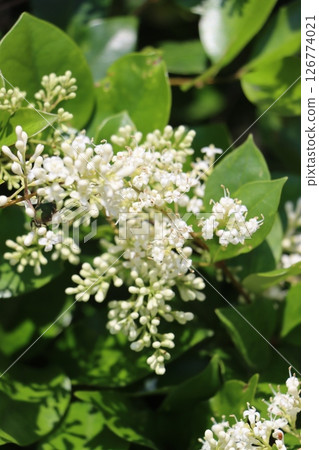 White Privet 126774021