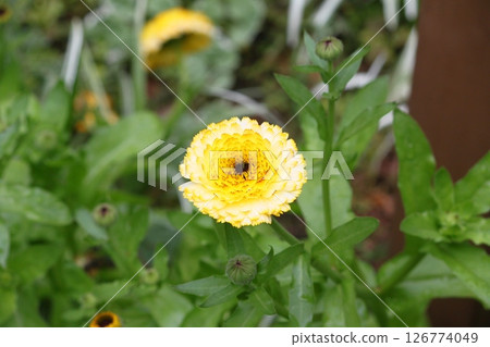 Yellow helichrysum 126774049