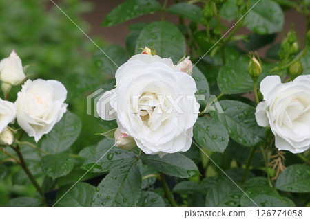 白玫瑰 126774058