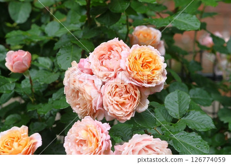 玫瑰花，淺紅色 126774059