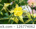 Golden Columbine 126774062
