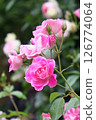 Pink rose flowers are blooming in the rose garden 126774064