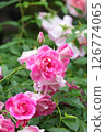Cute pink roses 126774065