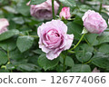 Light rose rose 126774066