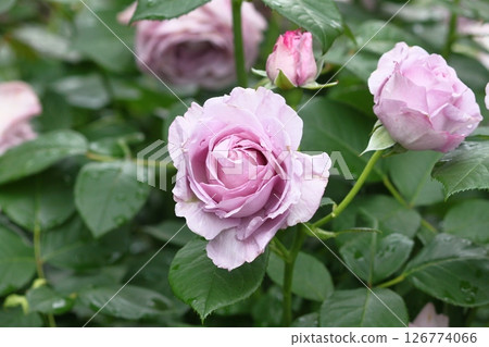 Light rose rose Light rose rose 126774066