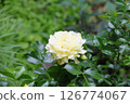 Yellow rose 126774067