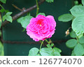 Dark pink roses 126774070