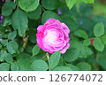 Dark pink roses 126774072