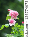 Beautiful pink roses 126774073