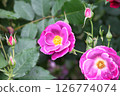 Blooming pink roses 126774074
