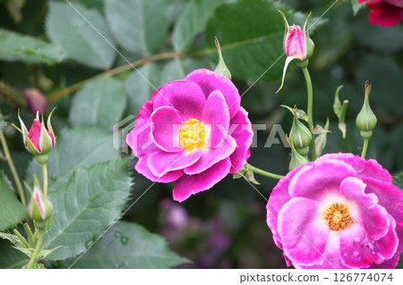 Blooming pink roses Blooming pink roses 126774074