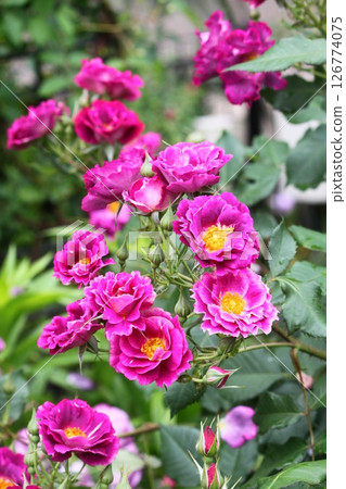 Deep pink mini roses Deep pink mini roses 126774075