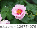 Beautiful pink roses 126774076