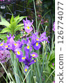 Purple Dutch Iris 126774077