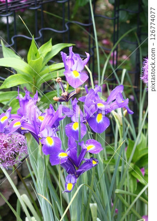 Purple Dutch Iris Purple Dutch Iris 126774077