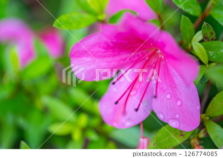Azalea after the rain 126774085