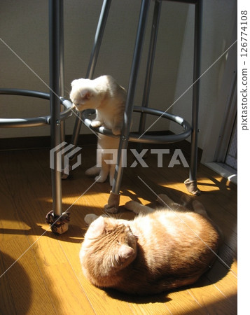 A good cat A good cat 126774108
