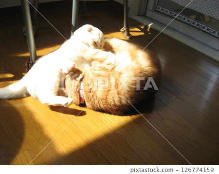 cats playing cats playing 126774159