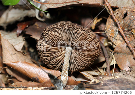 The shape of the folds under the cap of the adult mushroom, Acanthurus nigricans, growing in the deciduous soil of a forest (macro strobe photography in a natural environment) 126774206
