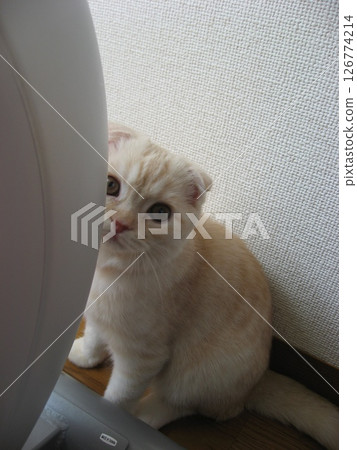 小貓抬頭 126774214