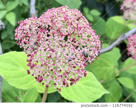 Pink Annabelle Bud 126774592