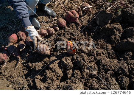 Dig sweet potatoes 126774646