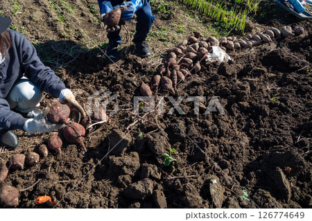 Dig sweet potatoes 126774649