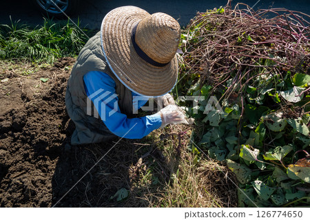 Dig sweet potatoes Dig sweet potatoes 126774650