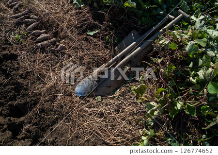 Digging sweet potatoes with a round spoon 126774652