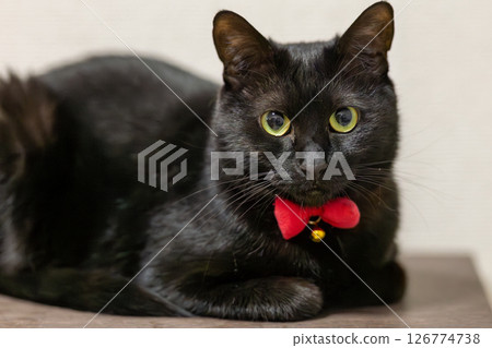 Black cat Black cat 126774738