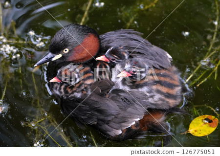 小鸊鷉騎在父母背上 126775051