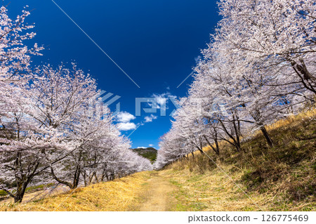 埼玉縣秩父郡東秩父村坂本 - 「虎山千本櫻」的染井吉野櫻盛開,整座山都被櫻花覆蓋 埼玉縣秩父郡東秩父村坂本 - 「虎山千本櫻」的染井吉野櫻盛開,整座山都被櫻花覆蓋 126775469